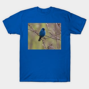 Indigo Bunting No.4 T-Shirt